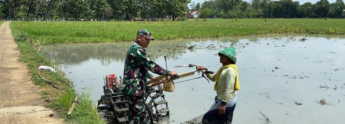 Babinsa Koramil 1605 Sukagumiwang Monitoring dan Pendampingan Pengolahan Lahan Sawah di Area Sawah Desa Jengkok