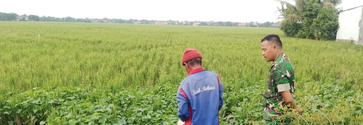 Dukung Program Ketahanan Pangan Nasional, Babinsa Koramil 1603 Lohbener Melaksanakan Pendampingan Pertanian 