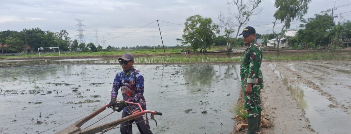 Sukseskan Swasembada Pangan, Koramil 1611 Losarang Laksanakan Pendampingan Pertanian Olah Lahan 