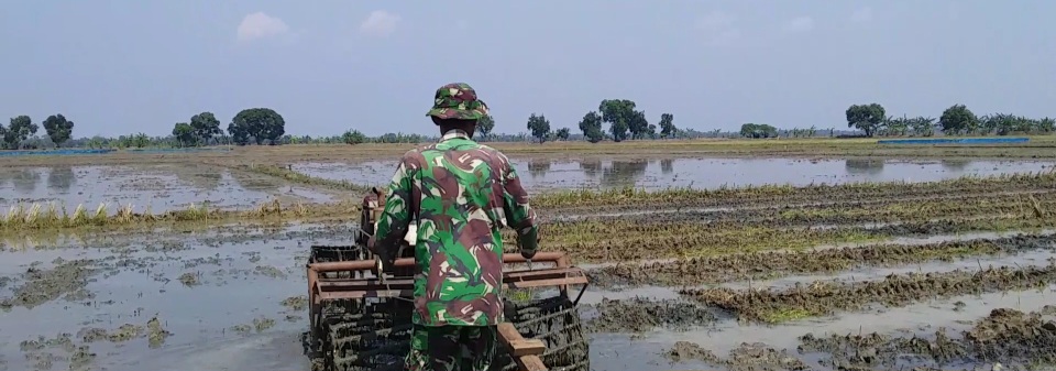 TNI Serba Bisa, Babinsa Koramil 1605 Sukagumiwang Bantu Petani langsung Membajak Lahan Persawahan 