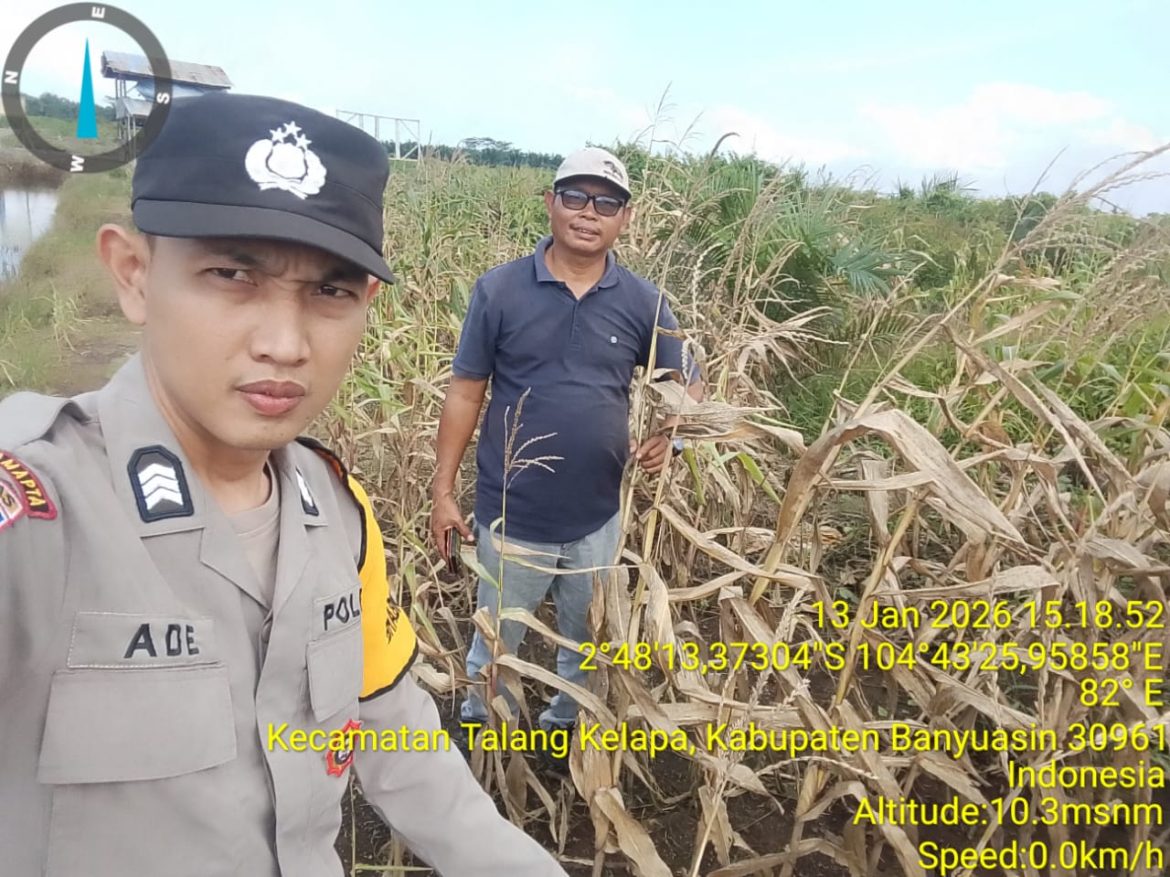Polsek Talang Kelapa Awasi dan Rawat Lahan Jagung untuk Dukung Ketahanan Pangan
