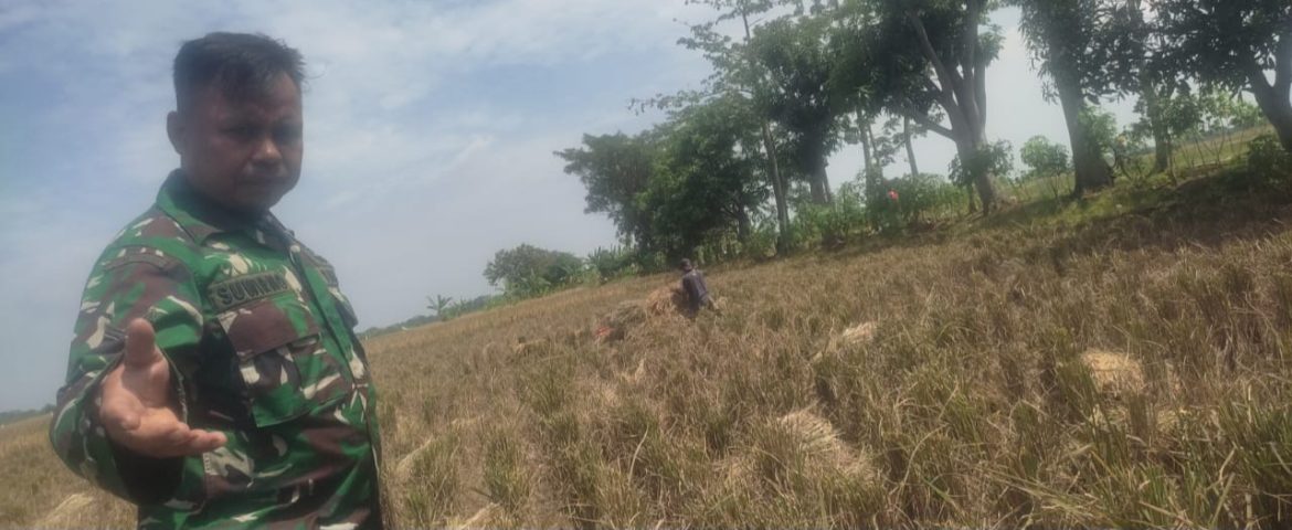 Anggota Koramil 1605 Sukagumiwang Monitoring dan Pendampingan Pembersihan Galengan Sawah di Desa Kliwed 