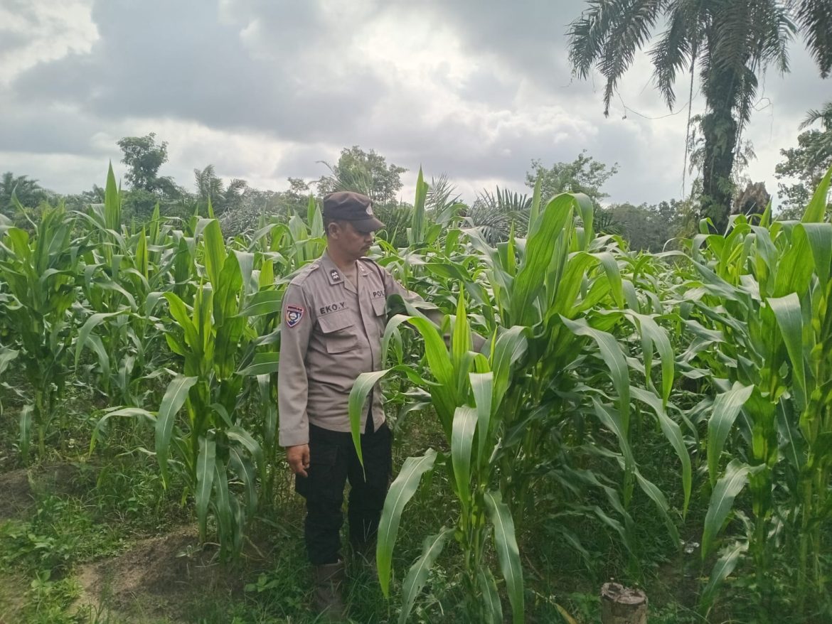 Polsek Pulau Rimau Pantau Langsung Perkembangan Tanaman Jagung Binaan untuk Dukung Ketahanan Pangan