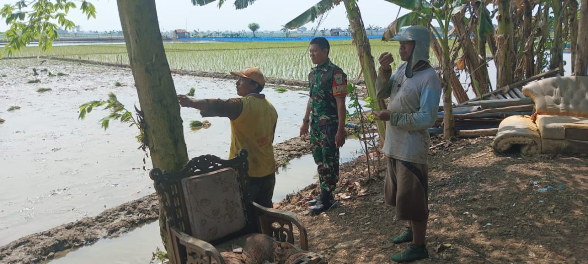 Babinsa Koramil 1603 Lohbener Pendampingan Pertanian di Sawah Desa Lohbener