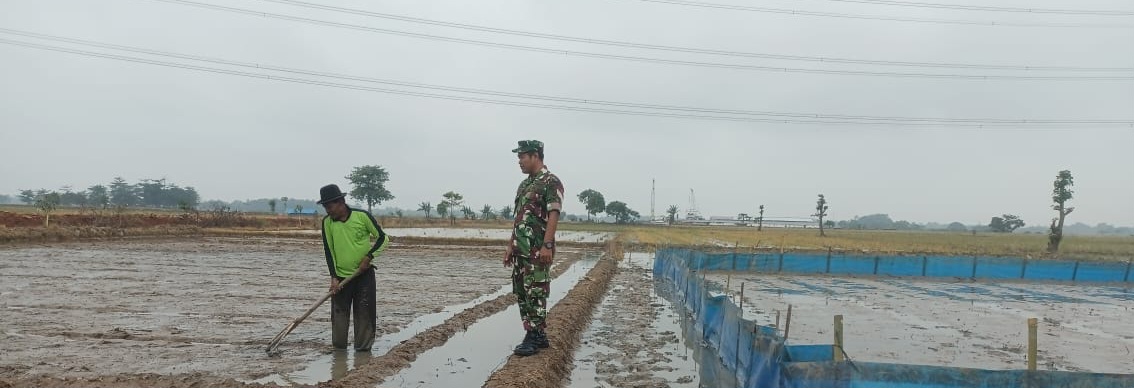 Babinsa Koramil 1605 Sukagumiwang Monitoring dan Pendampingan Pertanian Musim Rendeng/penghujan di Desa Manguntara