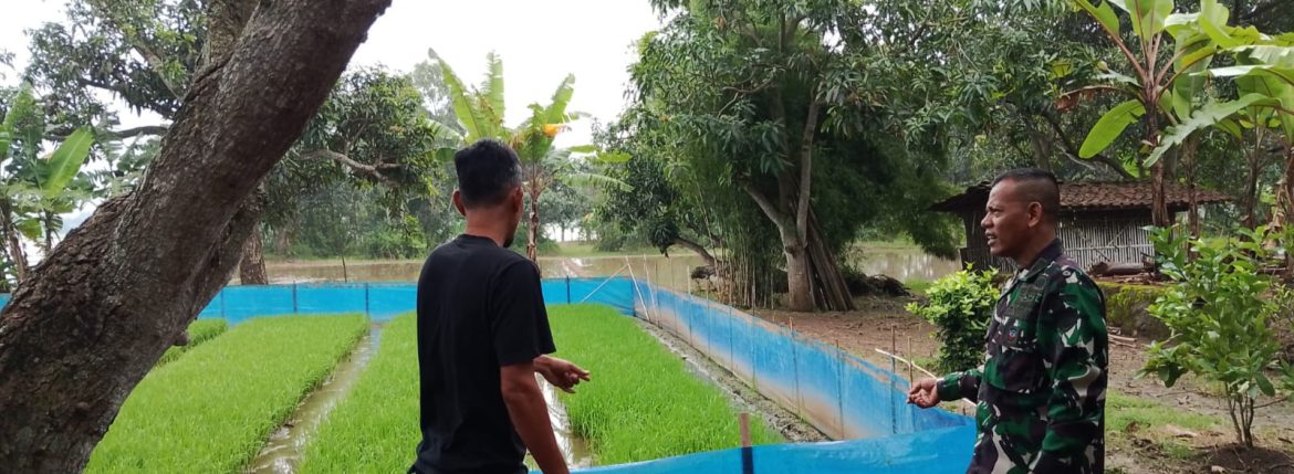 Anggota Koramil 1603 Lohbener Laksanakan Pendampingan Pertanian di Desa Lohbener Blok Bukasem