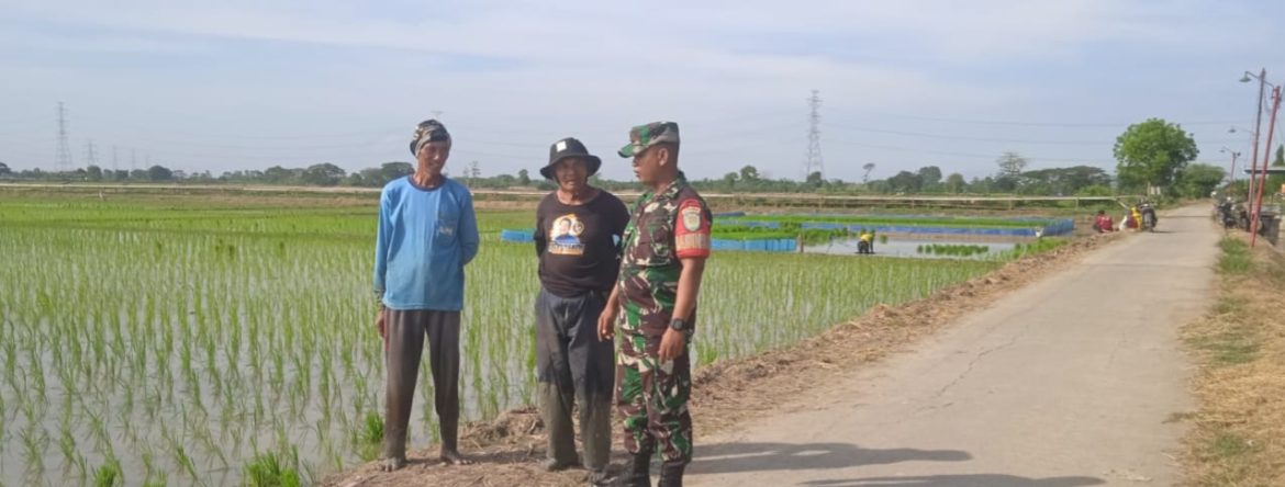 Babinsa Koramil 1611 Losarang Laksanakan Pendampingan Pertanian Tanam Padi Pada MT I Bersama Poktan Sekar Tani Desa Krimun