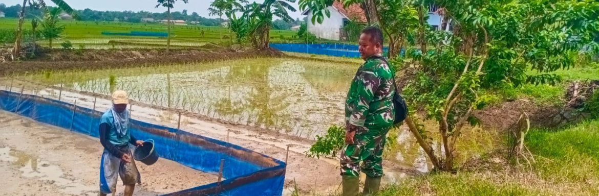 Anggota Koramil 1605 Sukagumiwang Monitoring dan Pendampingan Pertanian Musim Rendeng di Desa Bondan