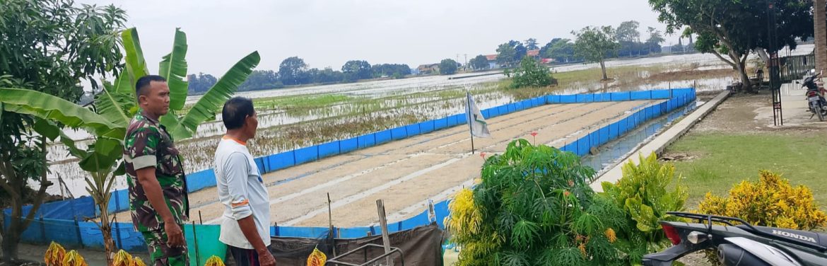 Babinsa Koramil 1603/Lohbener Sertu Riyanto Laksanakan Pendampingan Pertanian di Desa Bojongsliwai
