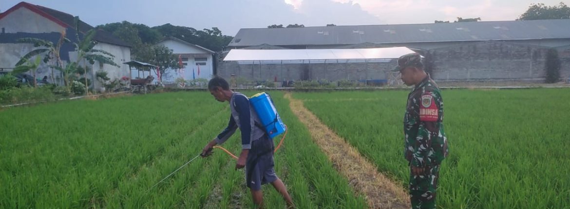 Babinsa Koramil 1605 Sukagumiwang Laksanakan Monitoring dan Pendampingan Penyemprotan Benih Padi di Desa Kliwed