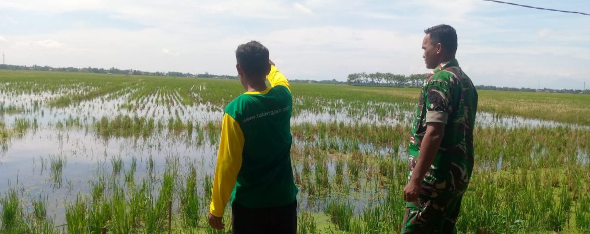 Personel Koramil 1603/Lohbener Laksanakan Monitoring Pendampingan Pertanian di Desa Tawangsari