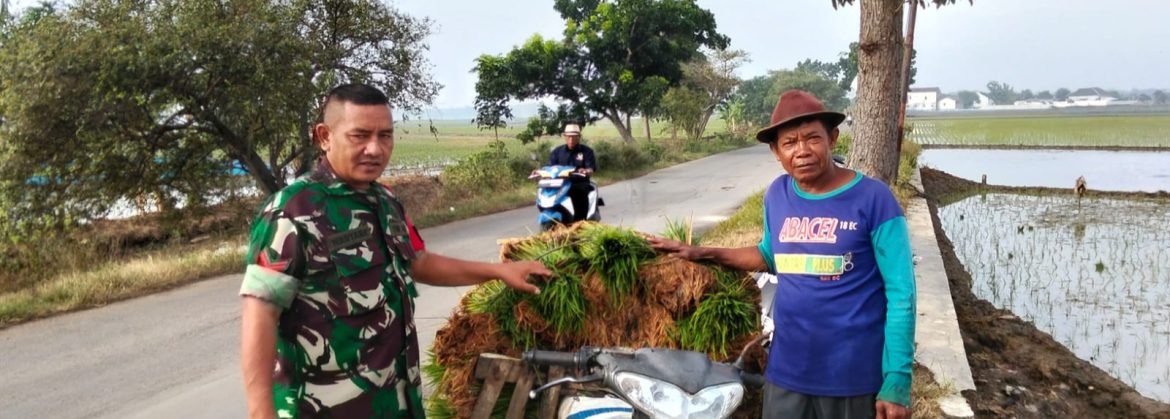 Babinsa Koramil 1603 Lohbener Laksanakan Monitoring Pendampingan Pertanian di Desa Arahan