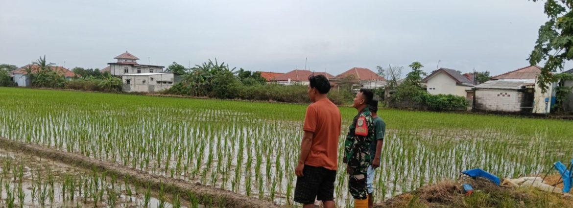 Anggota Koramil 1611 Losarang Laksanakan Pendampingan Pertanian Tanam Padi MT I Desa Krimun