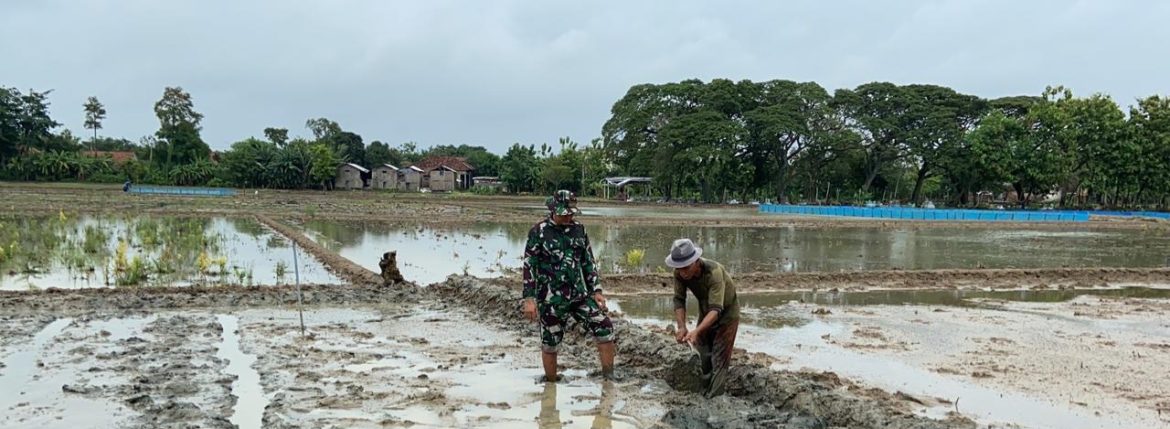 Anggota Koramil 1605 Sukagumiwang Laksanakan Monitoring dan Pendampingan Pengolahan Lahan Sawah di Desa Jengkok