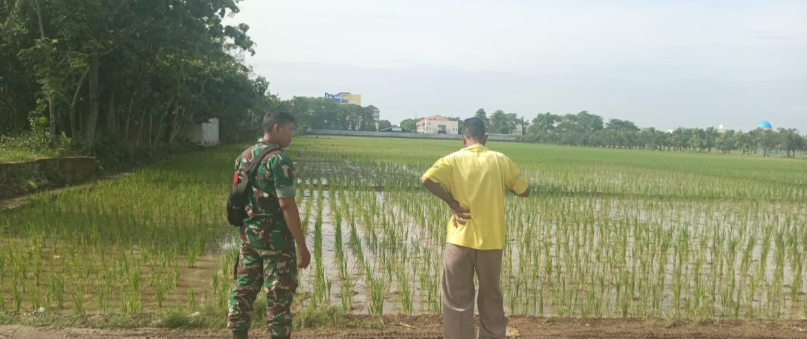 Anggota Koramil 1603/Lohbener Laksanakan Pendampingan Pertanian di Desa Lohbener