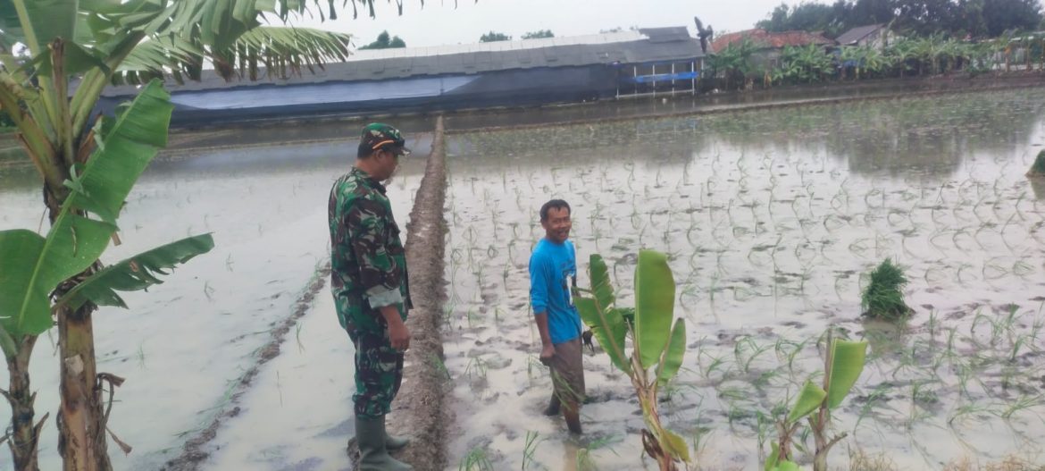Babinsa Koramil 1608/Karangampel Bantu Petani Tanam Padi MT I di Desa Mundu