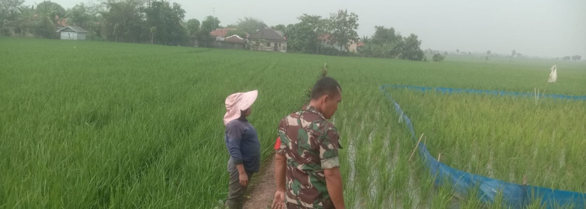 Anggota Koramil 1605/Sukagumiwang Laksanakan Monitoring dan Pendampingan Pengolahan Lahan Sawah Desa Gunungsari