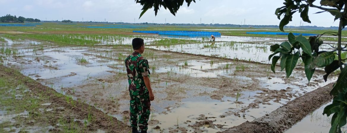 Babinsa Koramil 1605 Sukagumiwang Laksanakan Monitoring dan Pendampingan Pembersihan Galengan Sawah di Desa Tulungagung