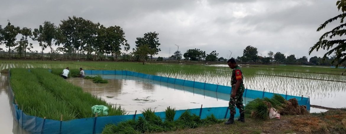 Anggota Koramil 1603 Lohbener Laksanakan Pendampingan Pertanian di Desa Larangan