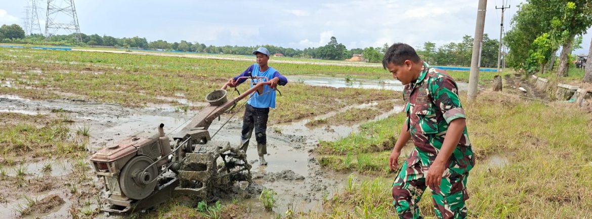Anggota Koramil 1605/Sukagumiwang Laksanakan Monitoring dan Pendampingan Pembajakan Sawah di Desa Tersana