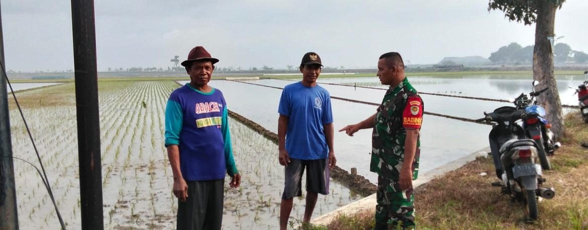 Babinsa Koramil 1603/Lohbener Laksanakan Monitoring dan Pendampingan Pertanian di Desa Arahan Lor