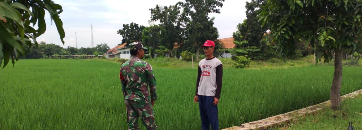 Babinsa Koramil 1603/Lohbener Laksanakan Pendampingan Pertanian di Desa Pamayahan