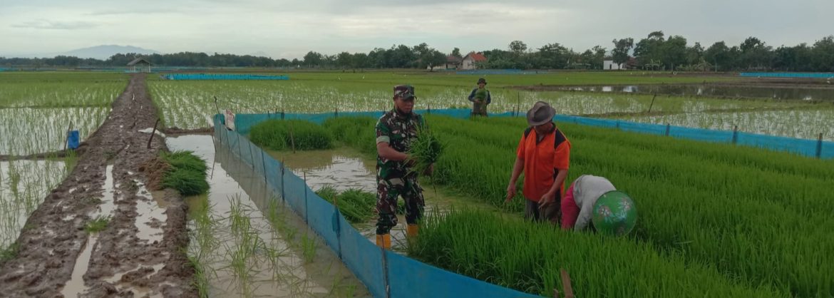 Anggota Koramil 1605/Sukagumiwang Laksanakan Monitoring dan Pendampingan Pertanian Tanam Padi di Desa Jambe