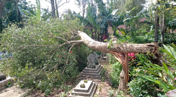 Cuaca Ekstrem, Angin Kencang Tumbangkan Pohon Berusia 100 Tahun di Pemakaman Desa Kertayuga Kec.Nusaherang Kab.Kuningan