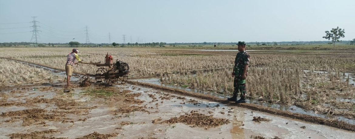 Anggota Koramil 1605 Sukagumiwang Laksanakan Monitoring dan Pendampingan Pertanian Tanam Padi di Desa Candangpinggan