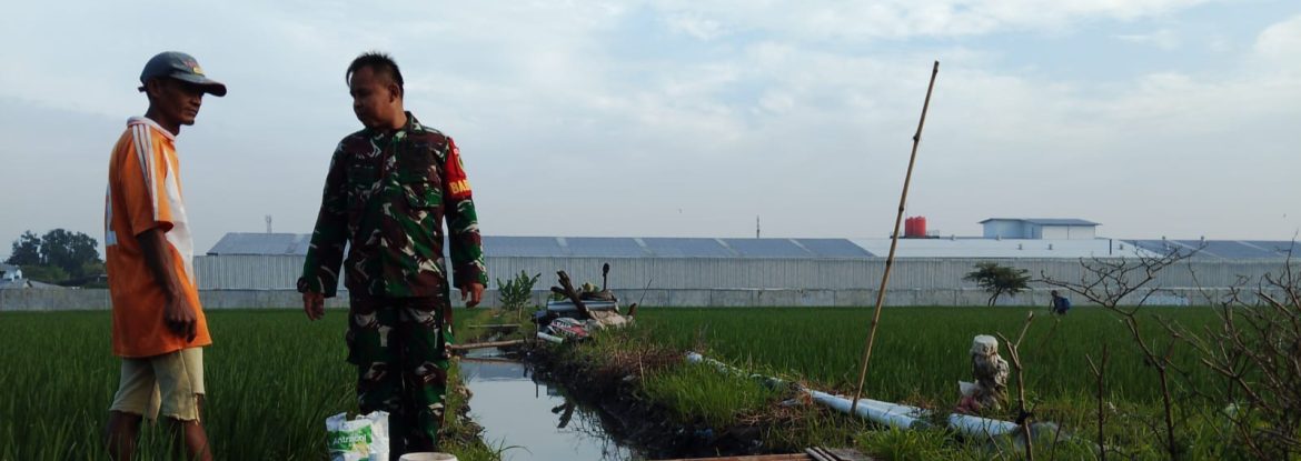 Anggota Koramil 1605/Sukagumiwang Laksanakan Monitoring dan Pendampingan Pertanian Musim Rendeng di Desa Kliwed