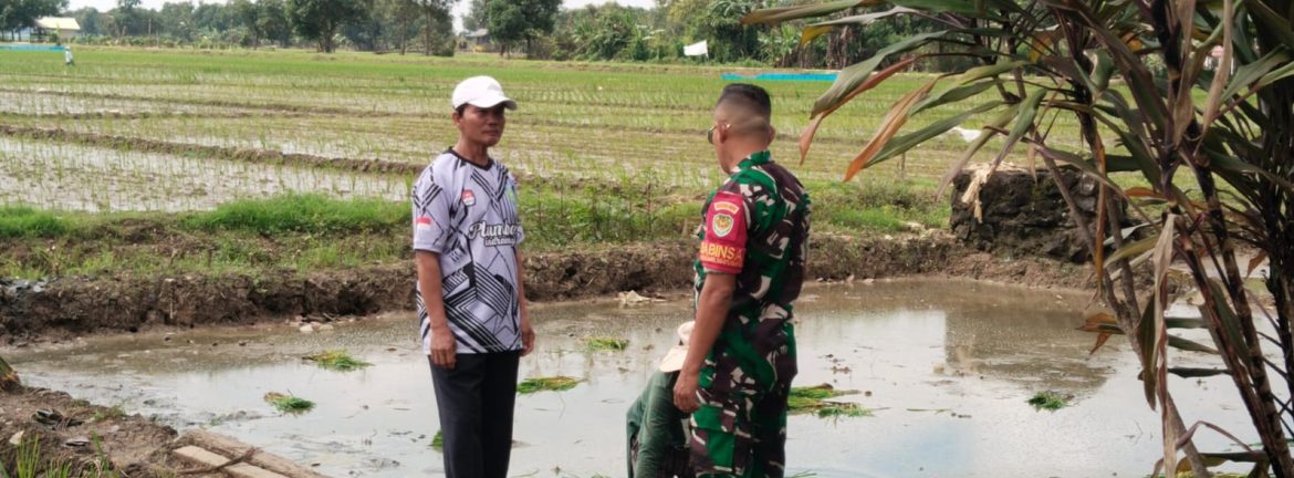 Sukseskan Swasembada Pangan, Anggota Koramil 1601/Indramayu Melaksanakan Pendampingan Pertanian 