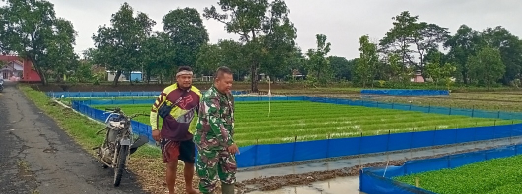 Anggota Koramil 1605/Sukagumiwang Laksanakan Monitoring dan Pendampingan Pertanian Musim Rendeng di Desa Sukagumiwang