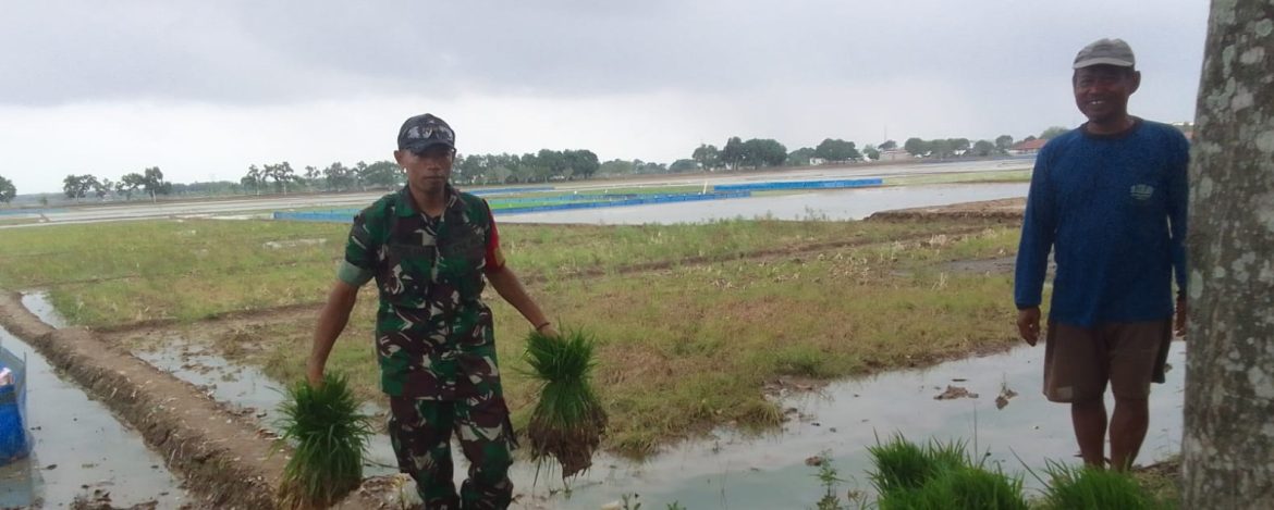 Anggota Koramil 1605/Sukagumiwang Laksanakan Monitoring dan Pendampingan Pertanian Musim Rendeng di Desa Cadangpinggan