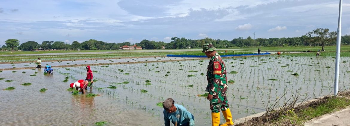 Babinsa Koramil 1605/Sukagumiwang Laksanakan Monitoring dan Pendampingan Pertanian di Desa Gedangan