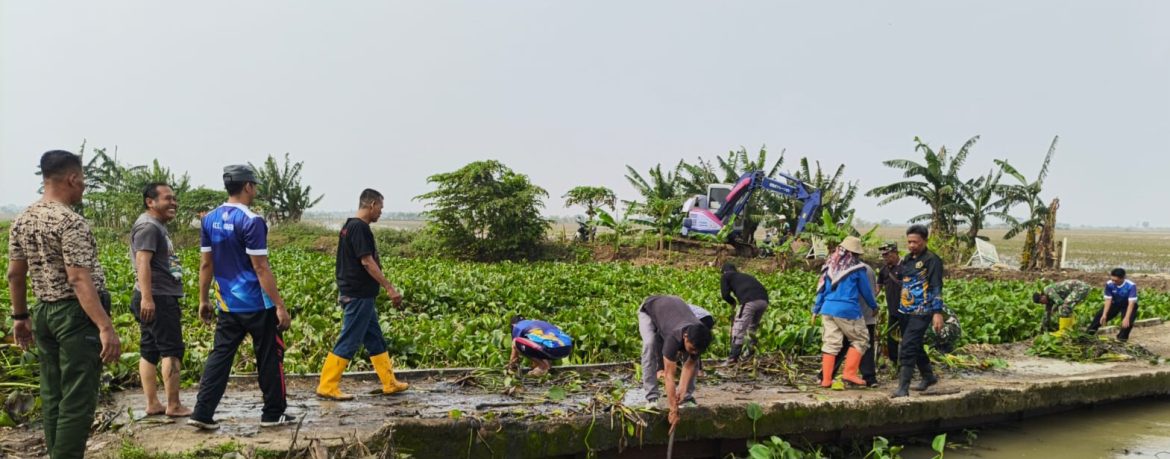 Koramil 1603/Lohbener Laksanakan Kerja Bhakti Pembersihan Eceng Gondok Bersama Muspika Kecamatan Arahan dan Masyarakat