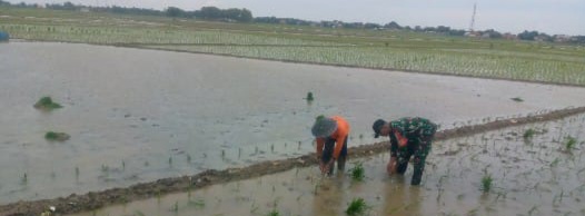 Personel Koramil 1603/Lohbener Laksanakan Pendampingan Pertanian LTT Padi di Desa Tawangsari