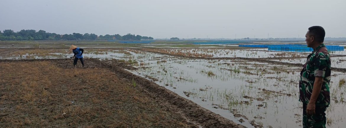 Anggota Koramil 1605 Sukagumiwang Laksanakan Monitoring dan Pendampingan Pertanian di Desa Tulungagung