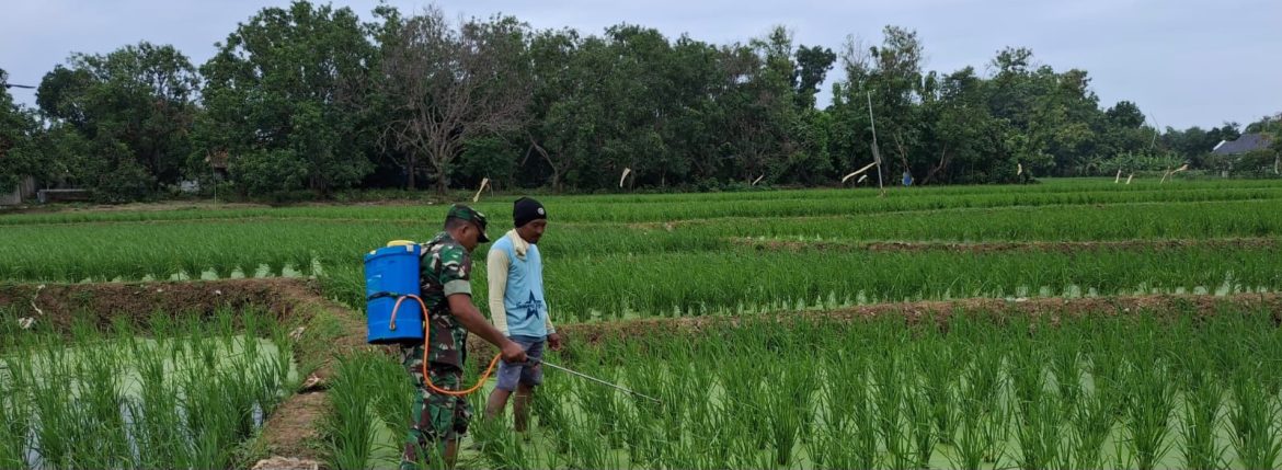 Dukung Swasembada Pangan, Koramil 1608/Karangampel Dampingi Petani LTT di Desa Pringgacala