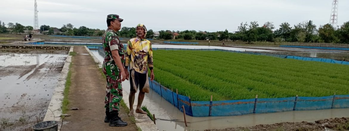 Babinsa Koramil 1605/Sukagumiwang Monitoring dan Dampingi Pertanian di Desa Tenajar Lor
