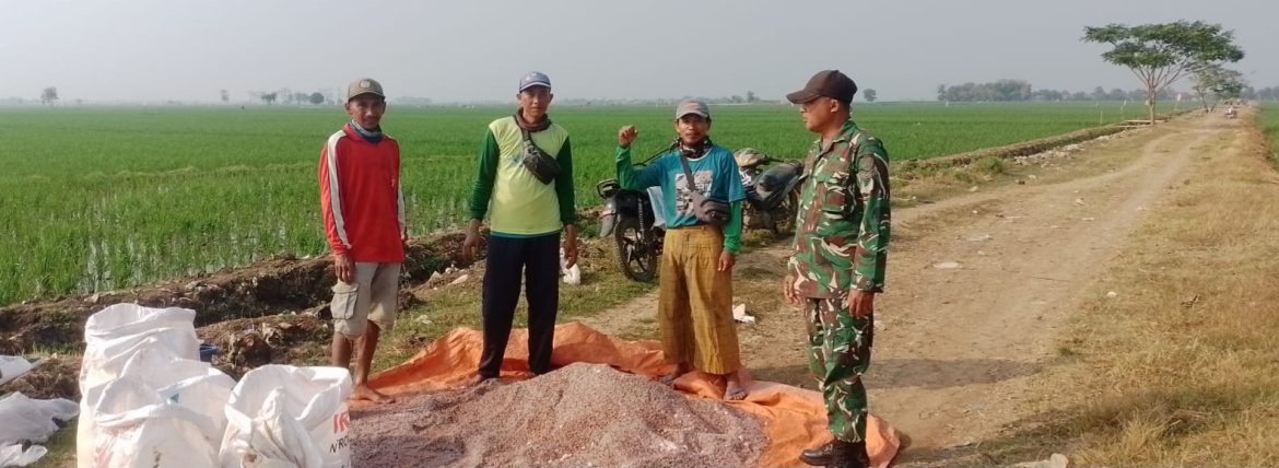 Babinsa Koramil 1611/Losarang Dampingi Petani Ranjeng Lakukan Pemupukan Padi Musim Rendeng
