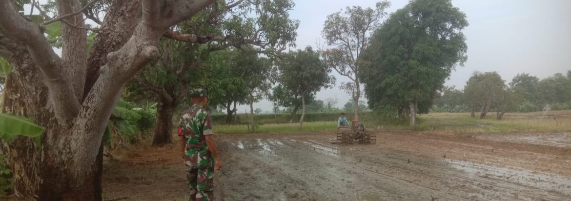 Anggota Koramil 1605 Sukagumiwang Laksanakan Monitoring dan Pendampingan Pertanian di Desa Cadangpinggan