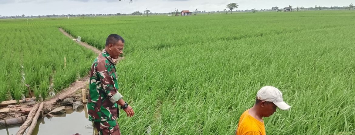 Babinsa Koramil 1603/Lohbener Laksanakan Pendampingan Pertanian di Desa Lohbener