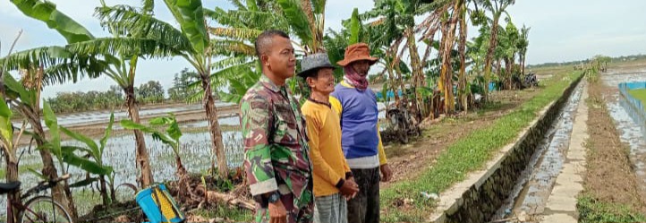 Anggota Koramil 1603/Lohbener Laksanakan Pendampingan Pertanian di Desa Cidempet
