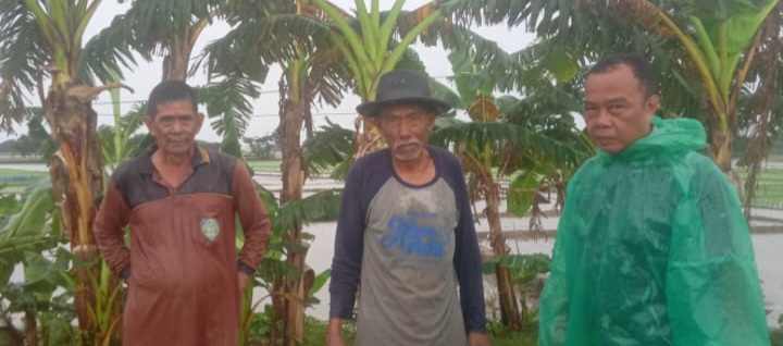 Babinsa Koramil 1605/Sukagumiwang Laksanakan Monitoring dan Pendampingan Pertanian di Desa Kertasemaya