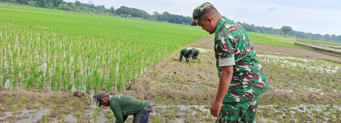 Anggota Koramil 1605 Sukagumiwang Monitoring dan Pendampingan Pertanian Desa Tersana