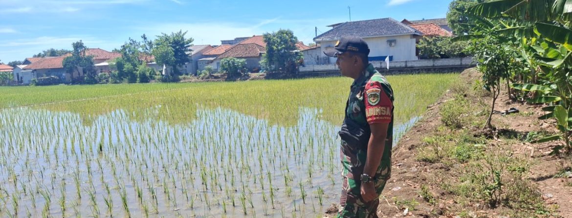 Anggota Koramil 1608 Karangampel Laksanakan Pendampingan Pertanian di Desa Pringgacala