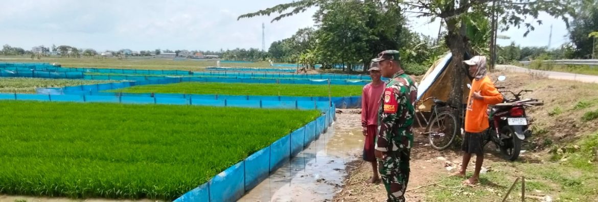 Anggota Koramil 1603 Lohbener Laksanakan Pendampingan Pertanian di Desa Arahan Lor