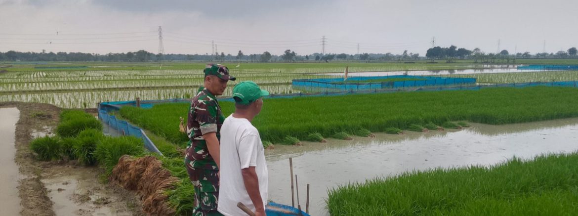 Anggota Koramil 1605/Sukagumiwang Monitoring dan Pendampingan Pertanian Desa Sukawera