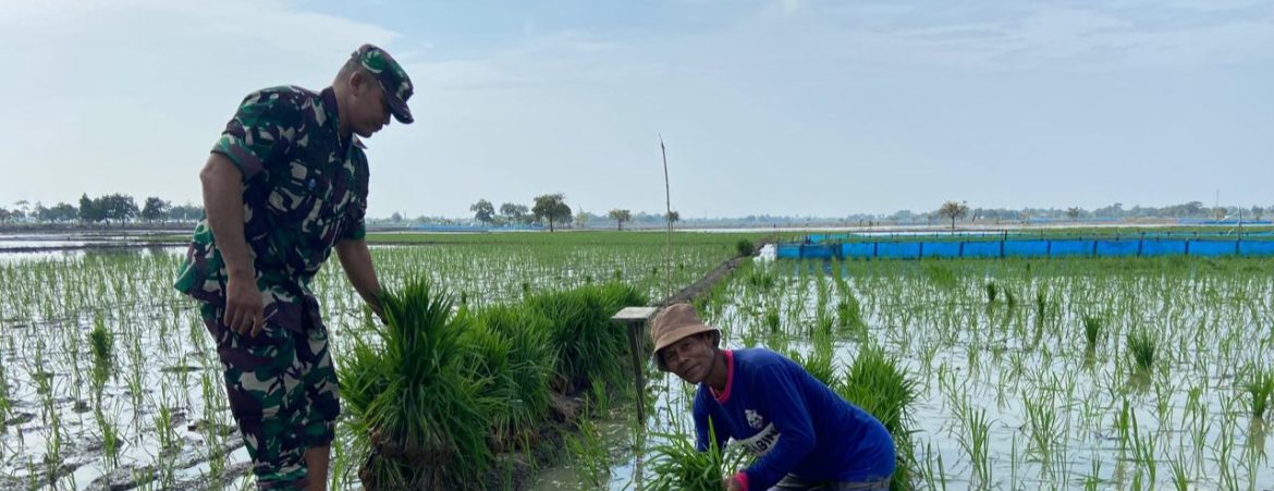 Anggota Koramil 1605/Sukagumiwang Laksanakan Monitoring dan Pendampingan Pertanian di Desa Jengkok