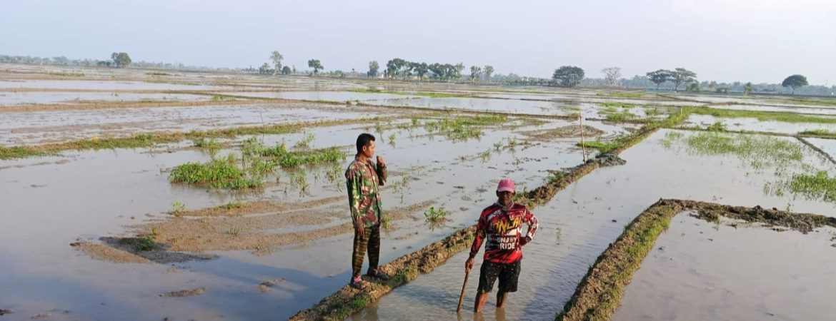 Babinsa Koramil 1605 Sukagumiwang Laksanakan Monitoring dan Pendampingan Pertanian di Desa Lemahayu